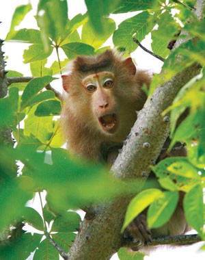 Ánh mắt hốt hoảng của khỉ bên ngoài...